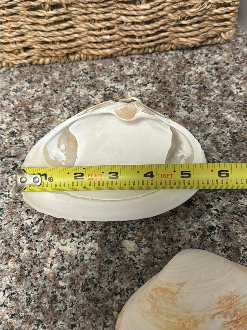 Natural Seashells - Picture 5 of 5
